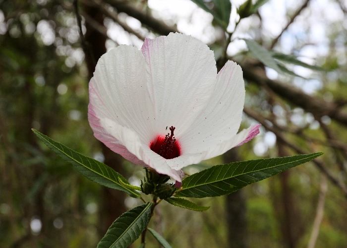 Queensland Plants Malvaceae